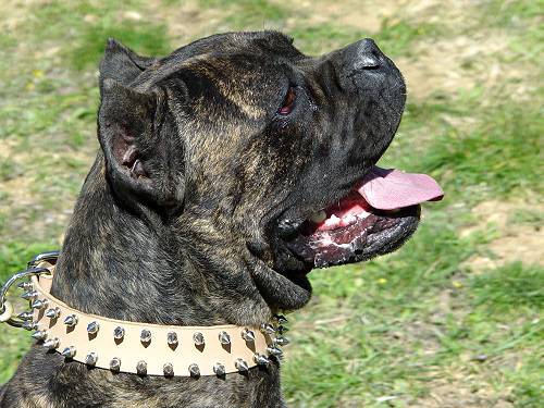 Leather 2 rows spiked dog collar for Cane Corso - Click Image to Close